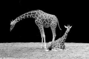 Tanzania Safari Experience - Midoro