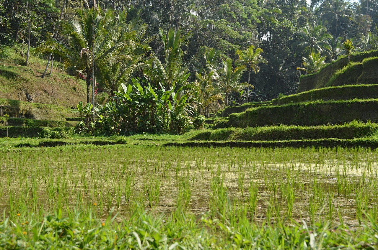 Bali & Indonesia Island Cruise