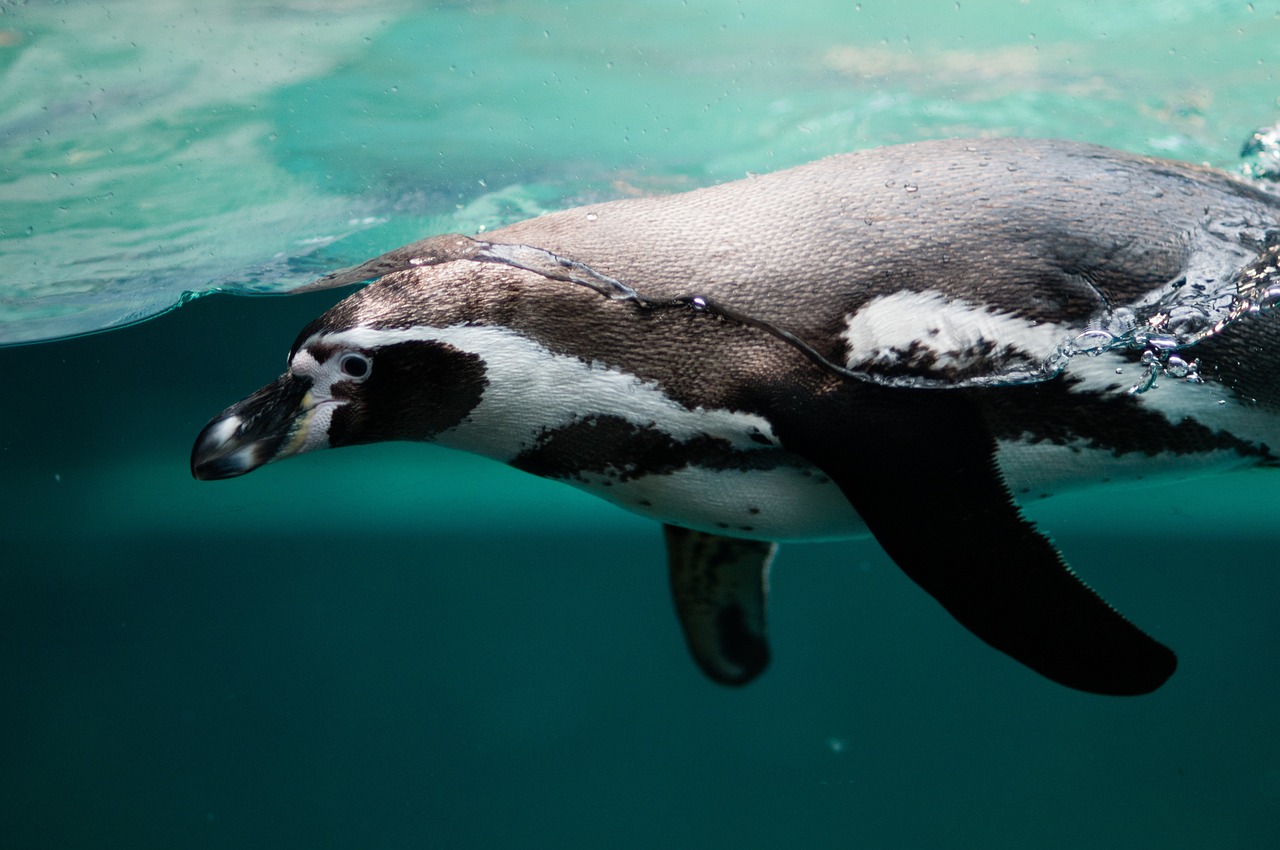 Antarctica Classic in Depth