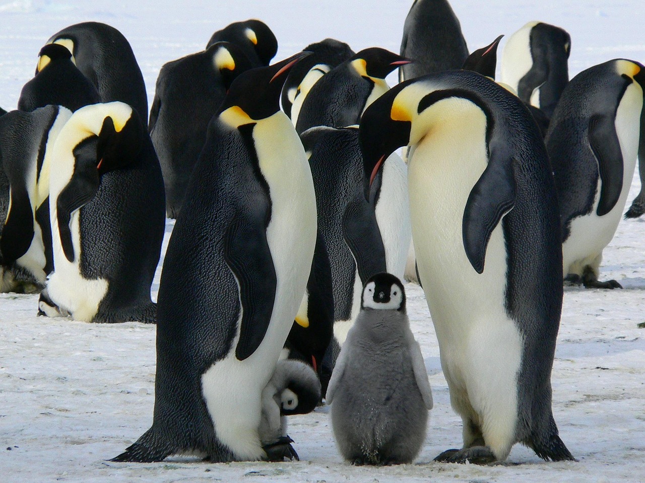 Antarctica Classic in Depth
